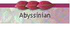 Abyssinian