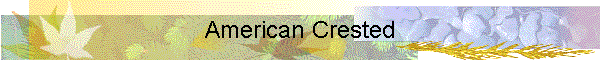 American Crested