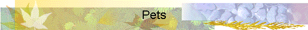 Pets